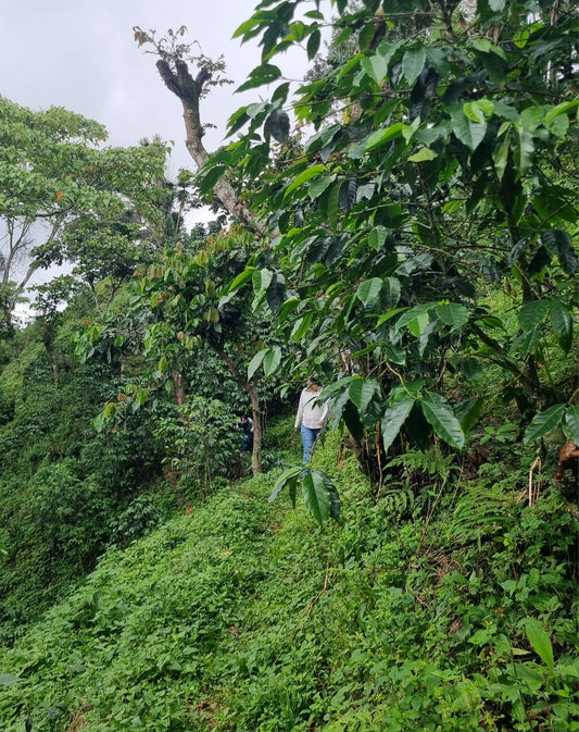 Café de Chiapas: El guardián de la selva que vive en tu taza.