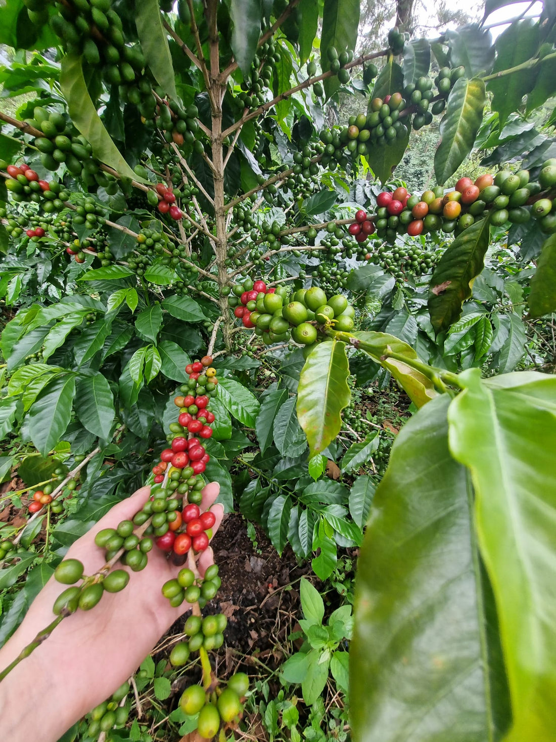 ¿Qué es exactamente el café con proceso Honey?